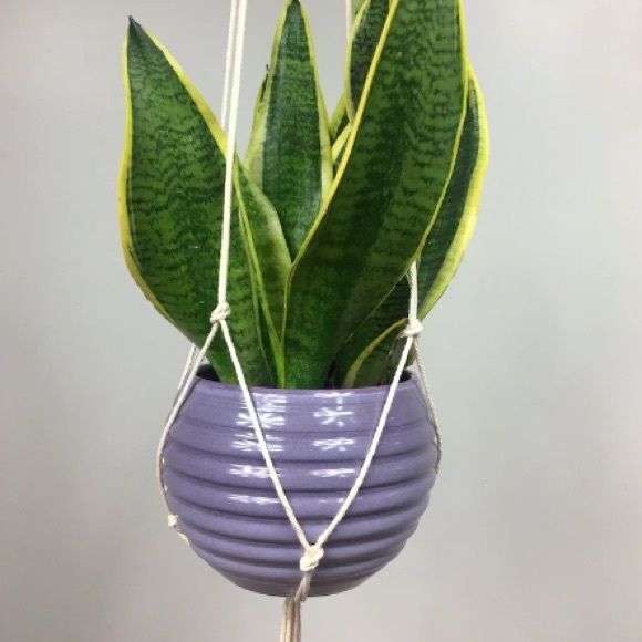 Minimalist Macrame Plant Hanger - 60” - Picture 6 of 6